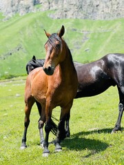 Fototapeta premium horse and foal
