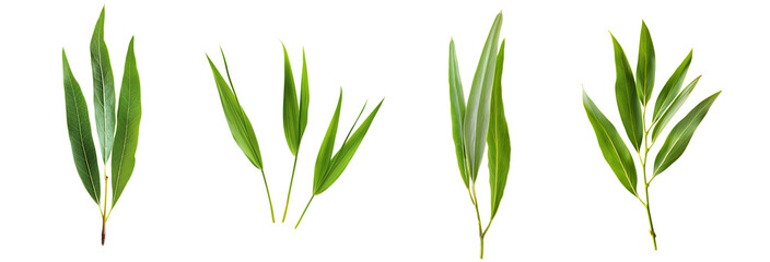 A set of four different types of green leaves. The leaves vary in size and shape, but they all have a similar colour and texture. Isolated on a transparent background.