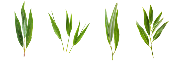 A set of four different types of green leaves. The leaves vary in size and shape, but they all have a similar colour and texture. Isolated on a transparent background.