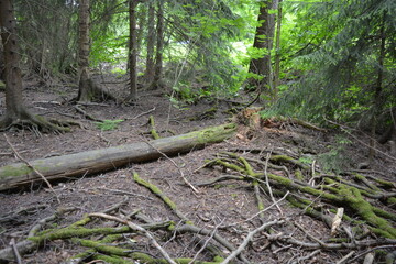 Beautiful bright nature, beautiful dense, impenetrable forest with old logs, branches. Tall spruce, if, pine trees with old green roots that grow above the ground grow in Espo city, Finland.