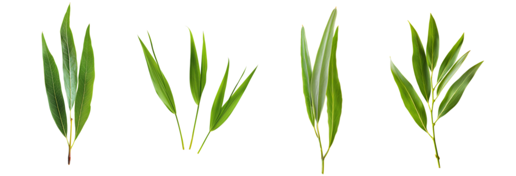 A set of four different types of green leaves. The leaves vary in size and shape, but they all have a similar colour and texture. Isolated on a transparent background.