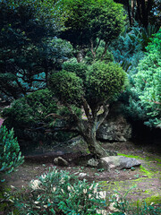 Japanese zen garden with ornamental pruned trees, lush greenery, nature landscaping, peaceful meditation retreat. 