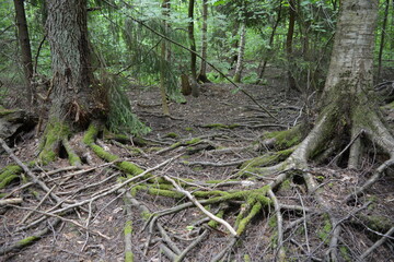 Beautiful bright nature, beautiful dense, impenetrable forest with old logs, branches. Tall spruce,...