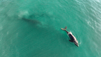 Baby whale, Baleia Franca, a Brazilian whale with her baby in Florianopolis, Brazil. Right whales swimming near the coast of Florianopolis with their calves. Aerial view.