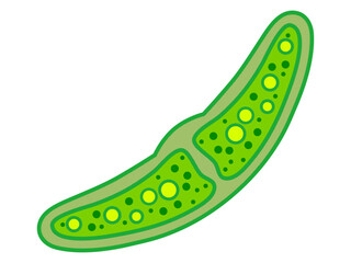 シンプルなミカヅキモのイラスト素材