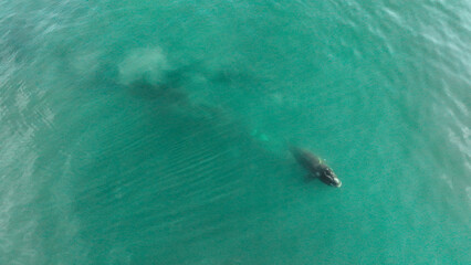 Baby whale, Baleia Franca, a Brazilian whale with her baby in Florianopolis, Brazil. Right whales swimming near the coast of Florianopolis with their calves. Aerial view.