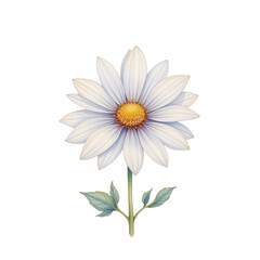 Blooming white daisy flower nature scene illustration bright environment close-up view botanical concept