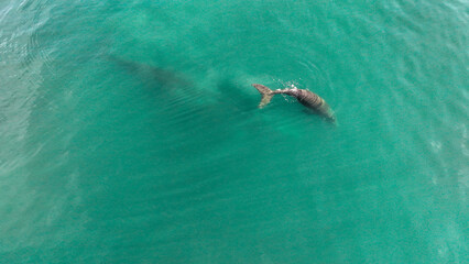 Baby whale, Baleia Franca, a Brazilian whale with her baby in Florianopolis, Brazil. Right whales swimming near the coast of Florianopolis with their calves. Aerial view.