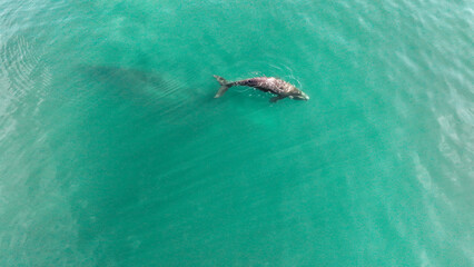 Baby whale, Baleia Franca, a Brazilian whale with her baby in Florianopolis, Brazil. Right whales swimming near the coast of Florianopolis with their calves. Aerial view.