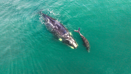 Baby whale, Baleia Franca, a Brazilian whale with her baby in Florianopolis, Brazil. Right whales swimming near the coast of Florianopolis with their calves. Aerial view.