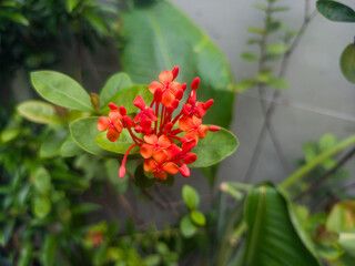 Red ixora flowers (Ixora coccinea), also known as forest geraniums, bloom in the garden