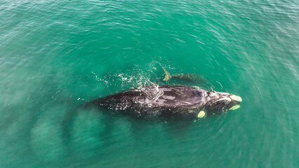 Baby whale, Baleia Franca, a Brazilian whale with her baby in Florianopolis, Brazil. Right whales swimming near the coast of Florianopolis with their calves. Aerial view.