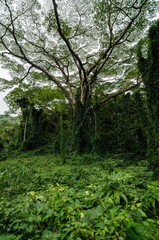 Fototapeta premium Native Sandalwood Tree in the Manoa Rainforest Being Enveloped by Invasive Tree Vines.