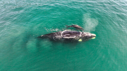 Baby whale, Baleia Franca, a Brazilian whale with her baby in Florianopolis, Brazil. Right whales swimming near the coast of Florianopolis with their calves. Aerial view.