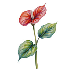 Vibrant red anthurium flower botanical illustration indoor decor artistic environment nature concept