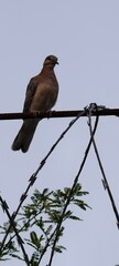Solitary Dove Perched on a Wire