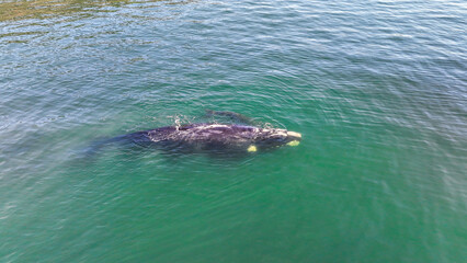 Baby whale, Baleia Franca, a Brazilian whale with her baby in Florianopolis, Brazil. Right whales swimming near the coast of Florianopolis with their calves. Aerial view.