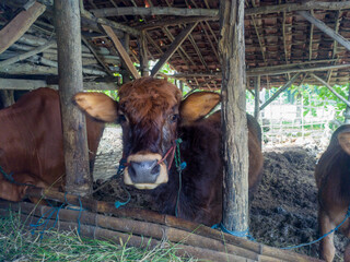 Several cows in a pen with their necks tied