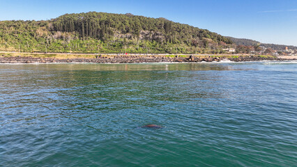 Baby whale, Baleia Franca, a Brazilian whale with her baby in Florianopolis, Brazil. Right whales swimming near the coast of Florianopolis with their calves. Aerial view.