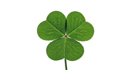 Close up shot of a three leaf clover with a black background showing the details of the leaf veins