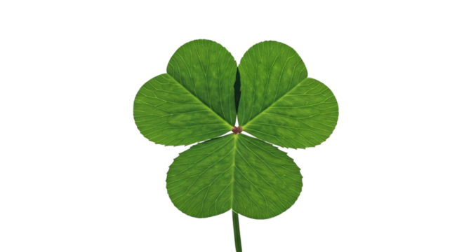 Close up shot of a three leaf clover with a black background showing the details of the leaf veins