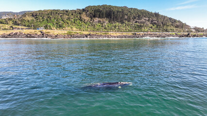Baby whale, Baleia Franca, a Brazilian whale with her baby in Florianopolis, Brazil. Right whales swimming near the coast of Florianopolis with their calves. Aerial view.