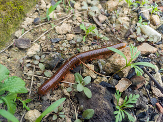 A long millipede walks on a rough, rocky surface with small green plants.
