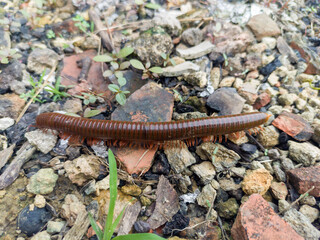 A long millipede walks on a rough, rocky surface with small green plants.