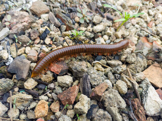 A long millipede walks on a rough, rocky surface with small green plants.
