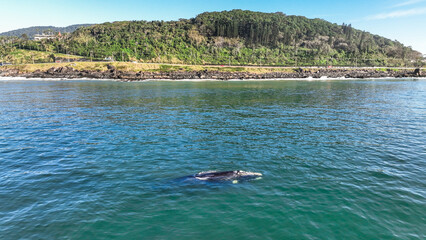Baby whale, Baleia Franca, a Brazilian whale with her baby in Florianopolis, Brazil. Right whales swimming near the coast of Florianopolis with their calves. Aerial view.