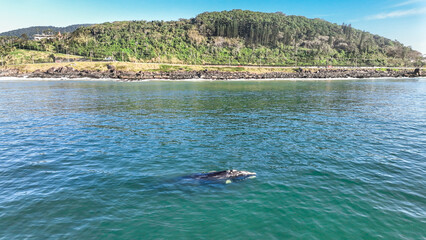 Baby whale, Baleia Franca, a Brazilian whale with her baby in Florianopolis, Brazil. Right whales swimming near the coast of Florianopolis with their calves. Aerial view.