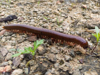 A long millipede walks on a rough, rocky surface with small green plants.