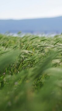 Ears of grass in the field swaying against the background of the mountain and the sea. Beautiful strong wind in nature. Landscape concept and a sense of freedom. Still background