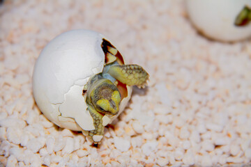 Cute Sulcata tortoise hatching from egg