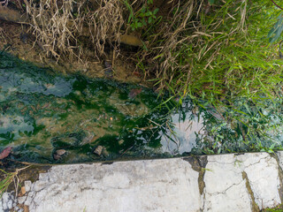 Disgusting green water drainage filled with algae