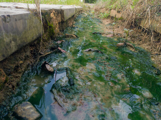Disgusting green water drainage filled with algae