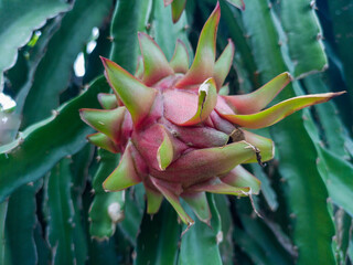 Red dragon fruit (Pitaya) on the dragon fruit tree waiting for harvest