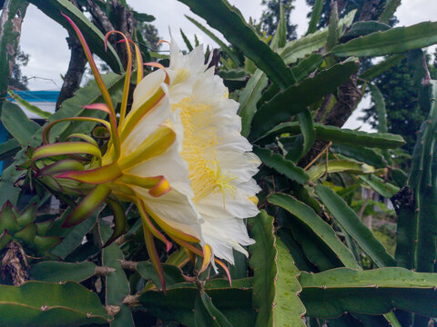 Bright white and yellow dragon fruit flowers are in bloom. Side view with dragon fruit tree and house in the background. Dragon fruit (Pitaya) is the fruit of several types of cactus from the genus