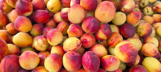 A pile of fresh ripe peach fruits.