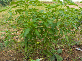 Basil plants grow abundantly in the garden and are used as a cooking spice.