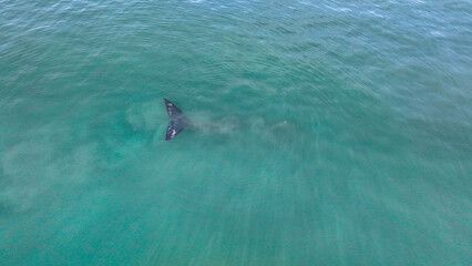 Baby whale, Baleia Franca, a Brazilian whale with her baby in Florianopolis, Brazil. Right whales swimming near the coast of Florianopolis with their calves. Aerial view.