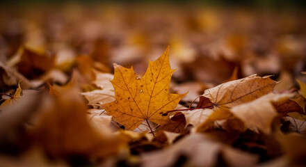 A single yellow maple leaf stands out amongst a pile of fallen brown leaves, showcasing autumn's arrival.