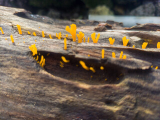 Yellow mushroom (dacryopinax spathularia) grows on a wooden table that blooms in the morning
