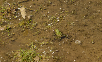 Green frog in water. Frog in a large puddle in the grass. Waterlogged ground with a green frog....