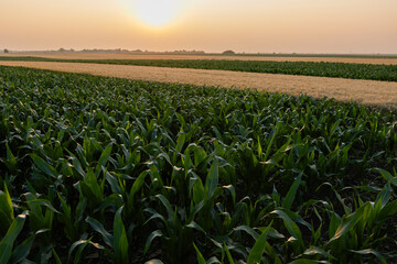  Sunrise over a field of young corn.