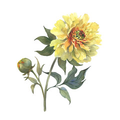 A watercolor illustration of yellow peony with delicate layers of petals isolated on a white background. Hand drawn. Ideal for botanical art, textile design, and springtime marketing materials.