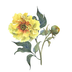 A watercolor illustration of yellow peony with delicate layers of petals isolated on a white background. Hand drawn. Ideal for botanical art, textile design, and springtime marketing materials.