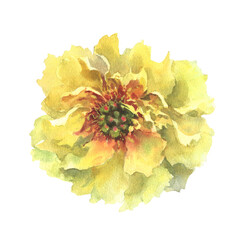 A watercolor illustration of yellow peony with delicate layers of petals isolated on a white background. Hand drawn. Ideal for botanical art, textile design, and springtime marketing materials.