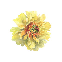 A watercolor illustration of yellow peony with delicate layers of petals isolated on a white background. Hand drawn. Ideal for botanical art, textile design, and springtime marketing materials.