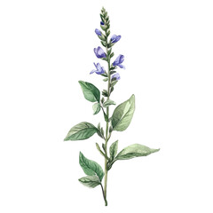 A Veronica Stem, watercolor clipart vector, high quality, isolated on a white background.